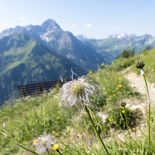 Wilde Männle vor dem Widderstein