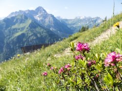 Alpenrosen vor dem Widderstein