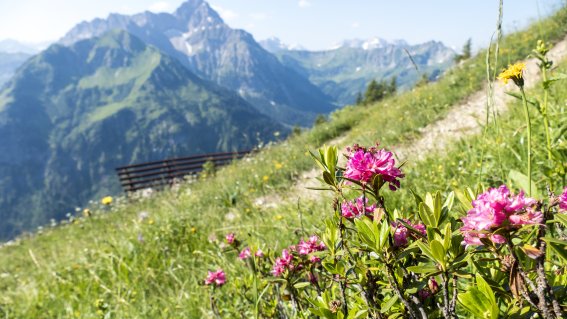 Alpenrosen vor dem Widderstein