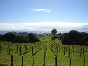 Weinreben