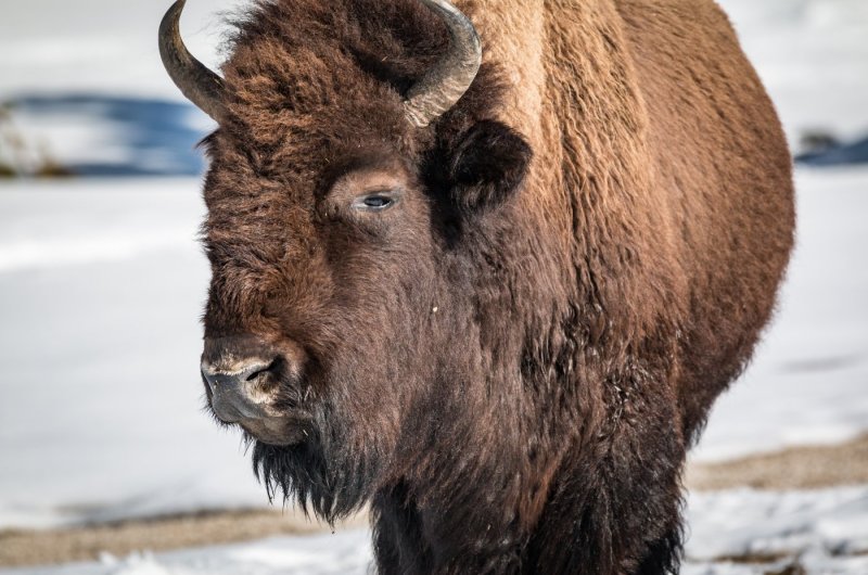 Jackson Hole - Büffel