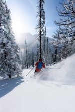 Silvertip, Powder, Skiing in burned forest Skiing im burned forest
