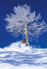 Freeride Aspen