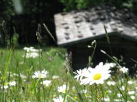 Blumenwiese