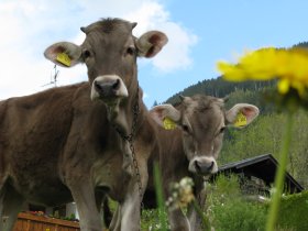 Kälber