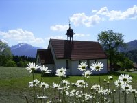 Kapelle mit Margeriten