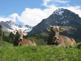 Frieda und Fanny auf der Weide