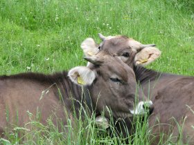 Kälber auf der Wiese