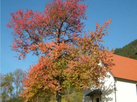 Kapelle im Herbst