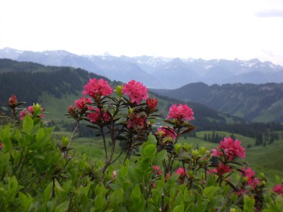 Alpenrosenblüte