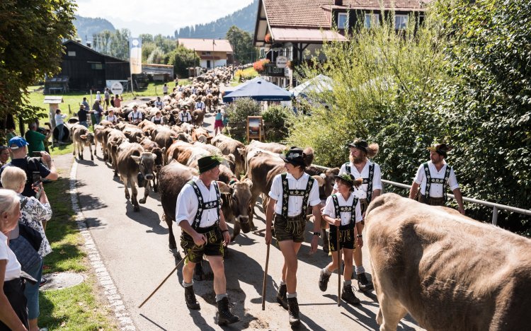 1137058 Viehscheid in Bolsterlang im Allgäu