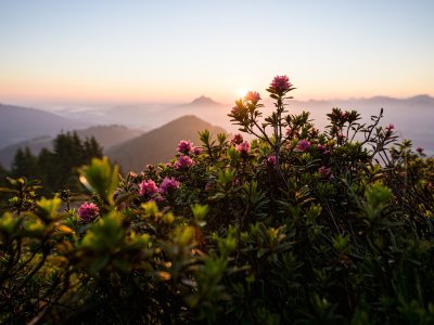 1172295 Alpenrosenblüte am Rangiswanger Horn