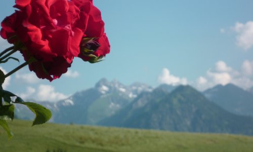 Blühende Rosen im Garten