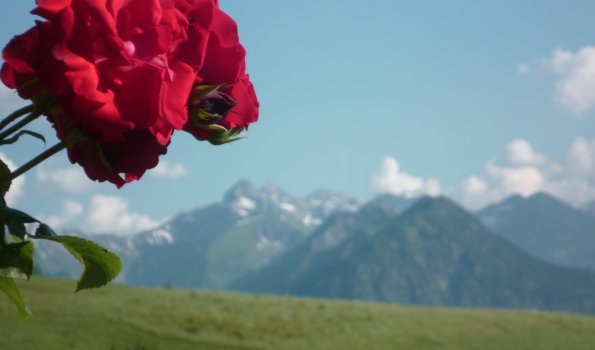 Blühende Rosen im Garten