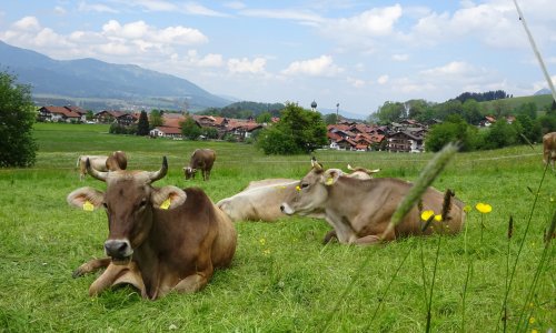 Kuh-ler Blick auf Schöllang