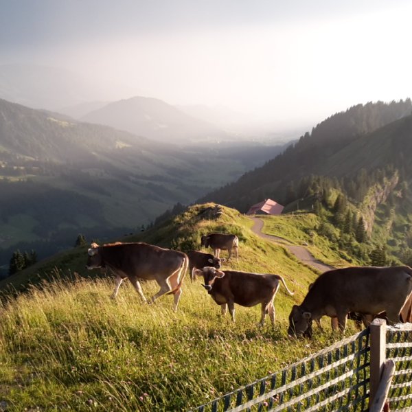 Kühe am Hochgrat