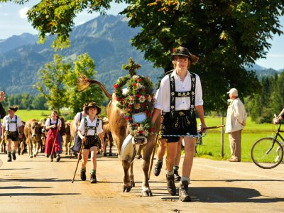 Der traditionelle Almabtrieb (Viehscheid)