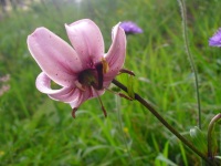 Allgäuer Blumenwelt