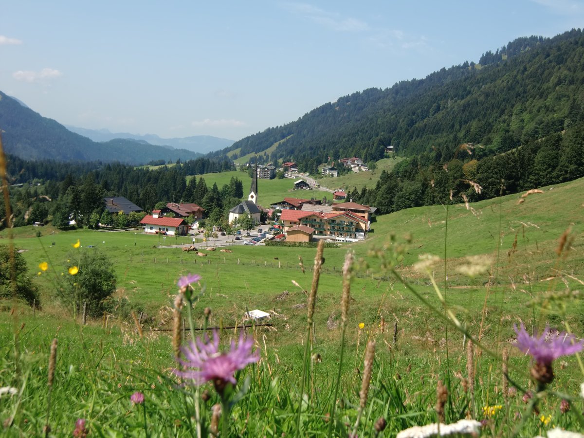 Eine ber 2000 jhrige Eibe steht in Balderschwang im Allgu auf 1150m