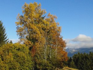 Alles bunt im Herbst