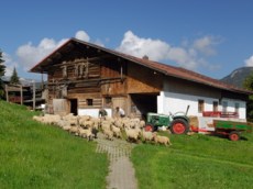 Schafzucht