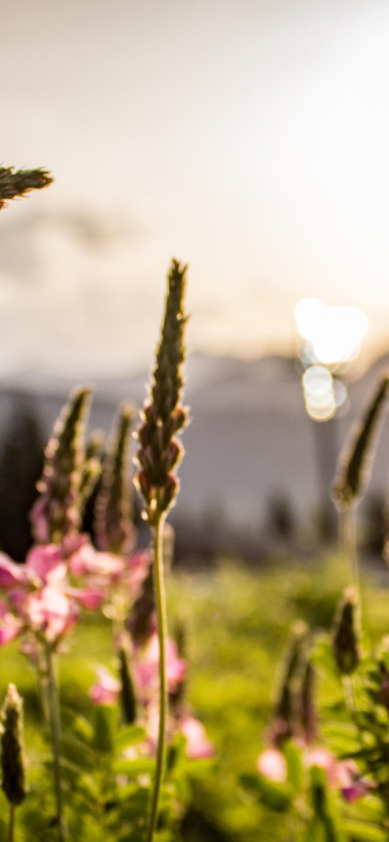 AdobeStock 183782146