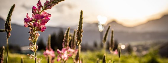 AdobeStock 183782146