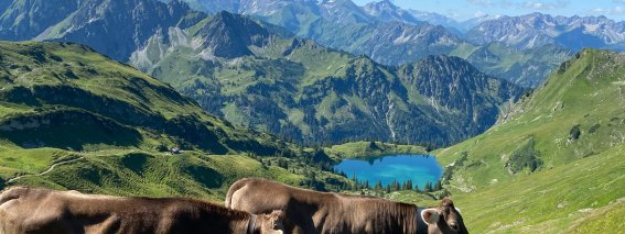 Kühe Seealpsee