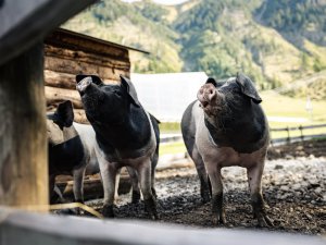 Schweine