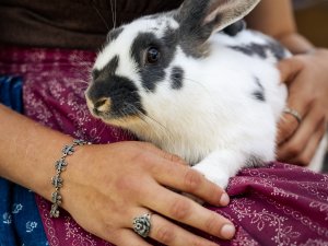 Hase