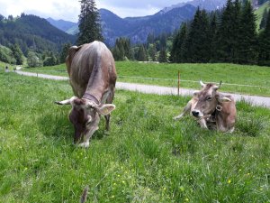 2019 auf der Alpe