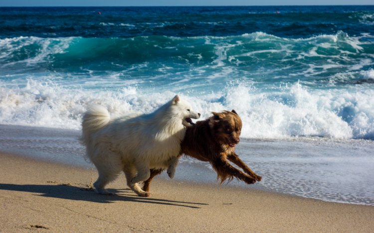 Hunde spielen am Strand auf Elba