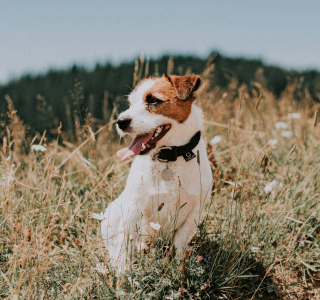 Ein Hund in einer Bergwiese