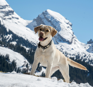 Ein Hund spielt im Schnee
