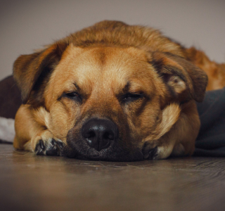 Braver Hund bleibt im Hotelzimmer