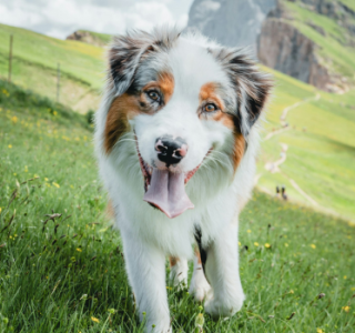 Ein Hund läuft über eine Bergwiese, im Hintergrund die Dolomiten.