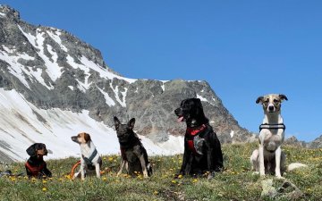 Wanderhunde