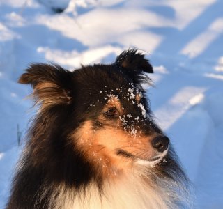Hund im Schnee