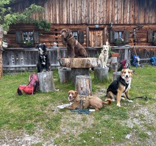 Hunde Foischingalm