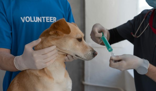 Ein Hund wird beim Tierarzt versorgt.