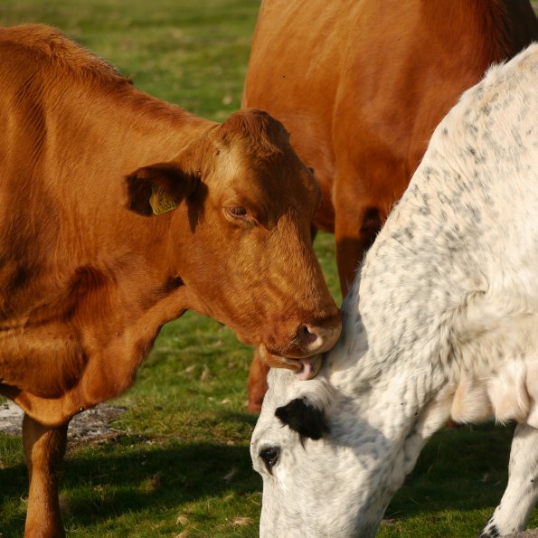 Kühe auf der Weide Kühe beim friedlich Grasen auf der Weide
