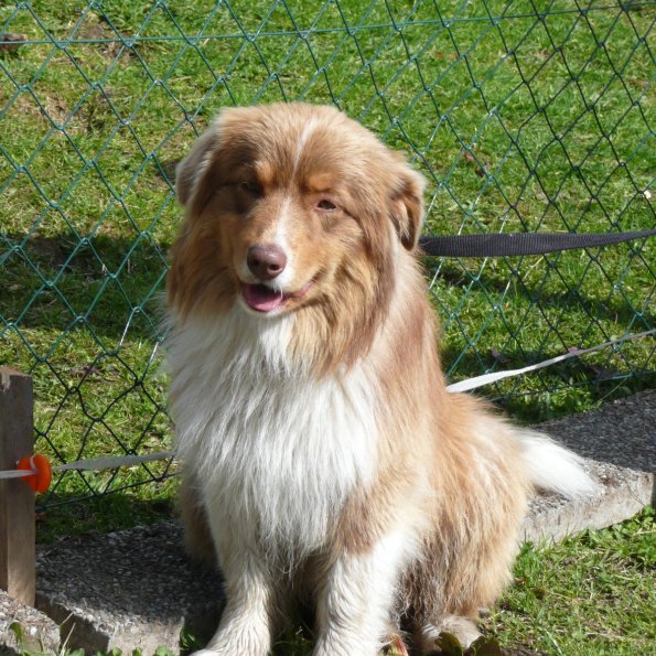 Unser erster Hund Sam