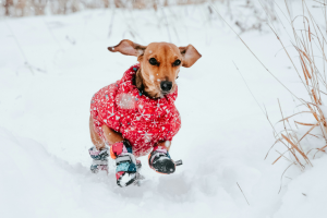 Ein kleiner Hund läuft mit Pfotenschuhen im Schnee