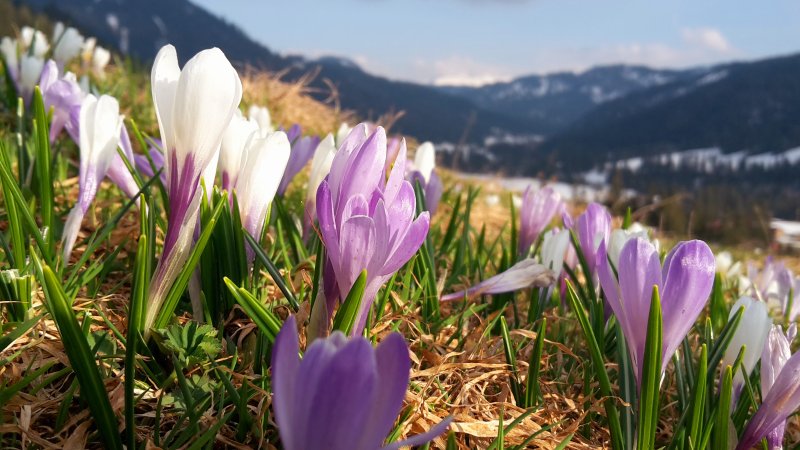 Frühling
