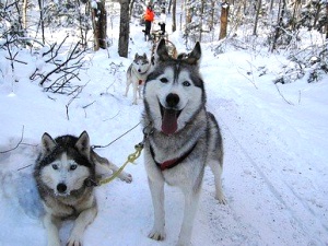 Husky-winterworkshop-in-riezlern-mit-schneeschuhwandern-24203