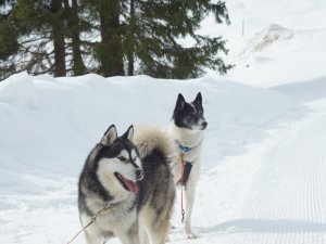 Husky Workshop Hîrnlepass EMÅller (8)