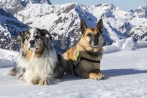 Lawinenhunde @Frank Drechsel (45)