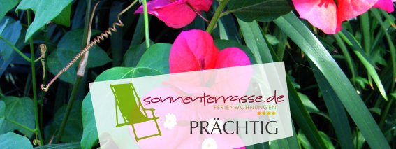 08 Sommer Slider blumen
