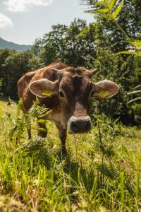 Glückliche Kühe im Allgäu