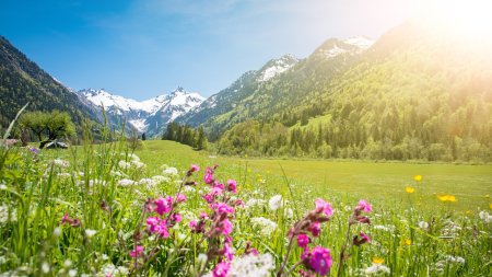 Blumenwiese im Allgäu